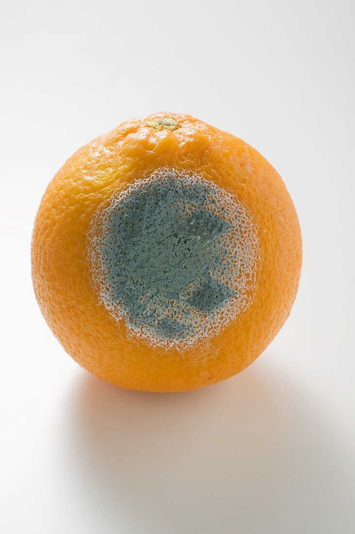 Mouldy orange