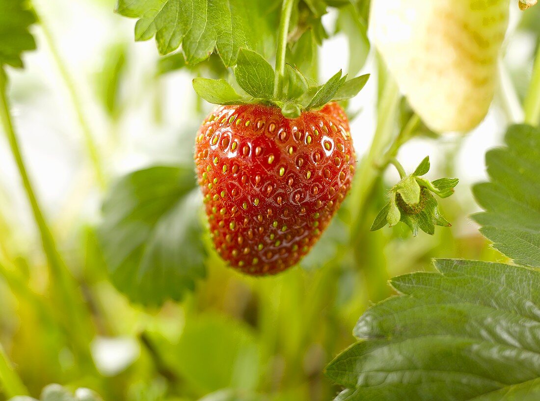 Strawberry on the plant