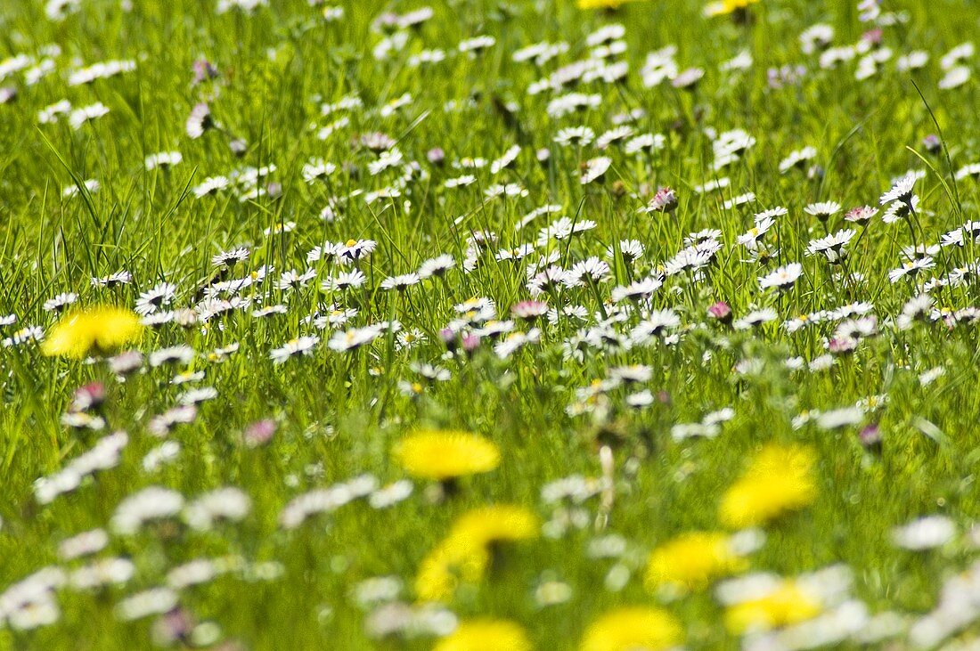 Löwenzahn und Gänseblümchen auf einer Wiese