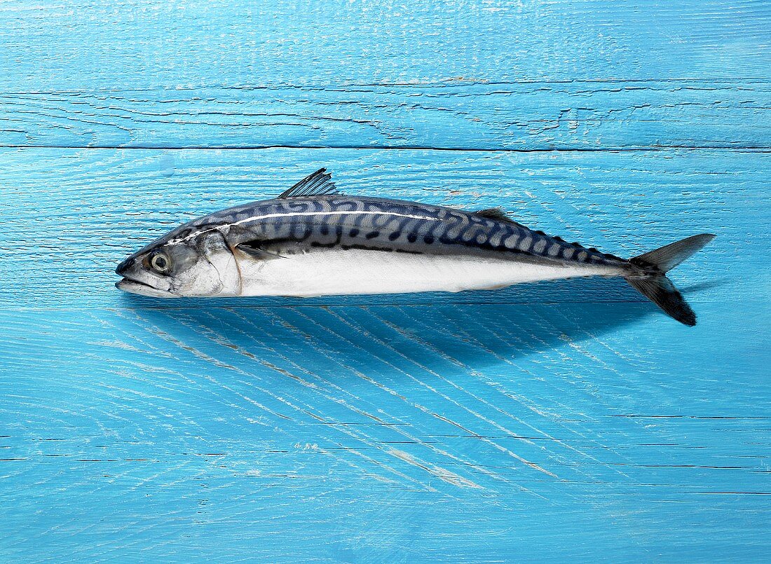 Mackerel on blue painted wooden background