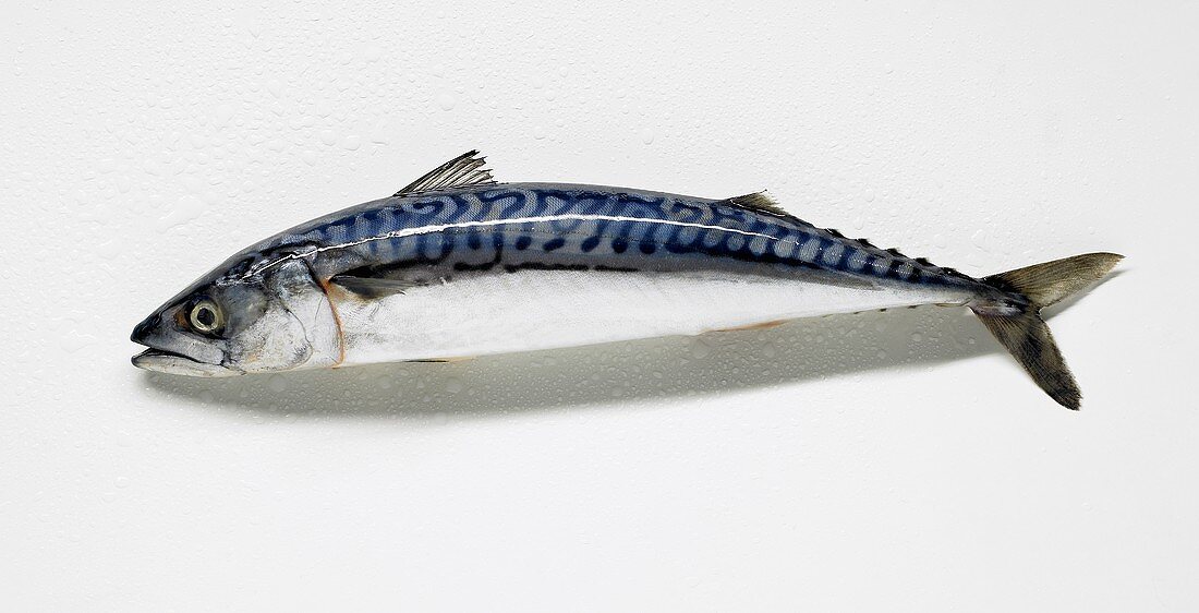 A mackerel