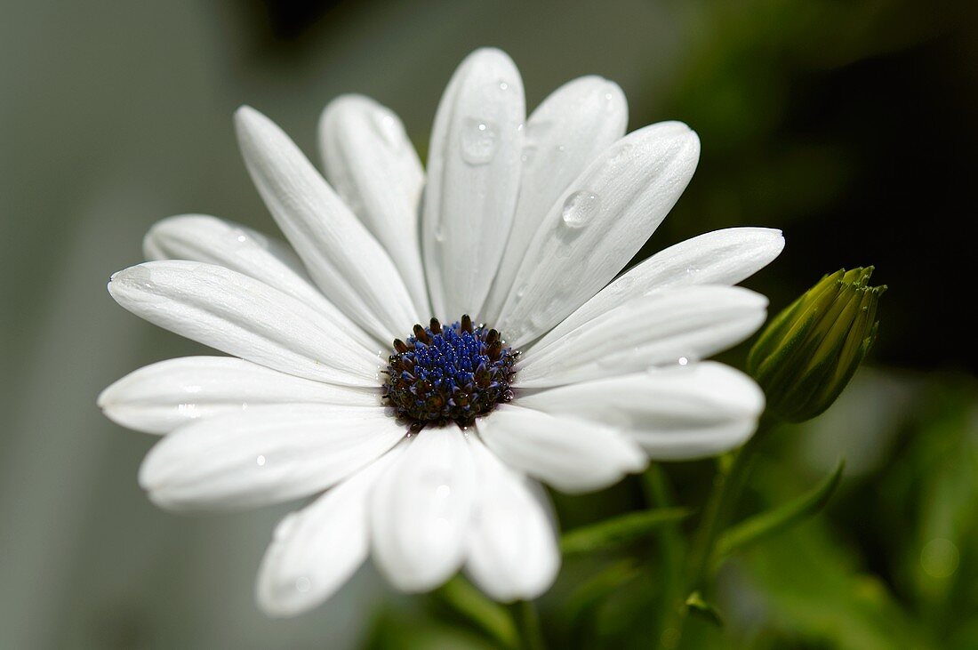 Marguerite with dewdrops in the open air