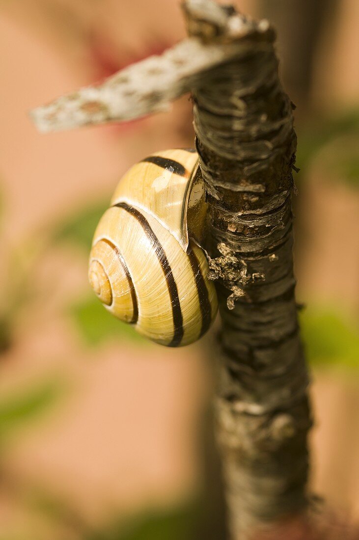 Schnecke auf einem Ast (Close Up)