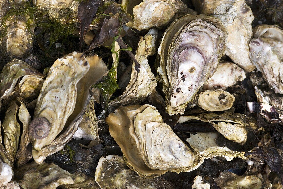 Oyster shells (full-frame)