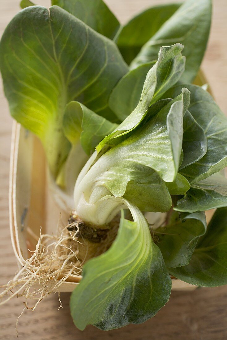 Grüner Cicorino in Plastikschale