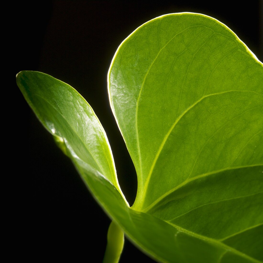 Grünes Blatt