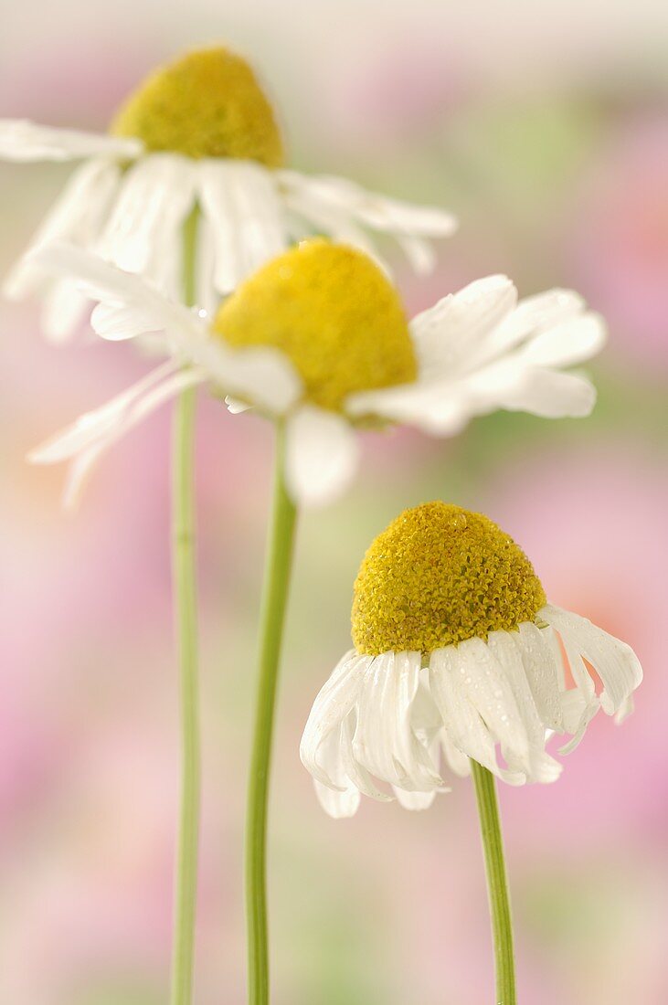 Kamillenblüten (Close Up)