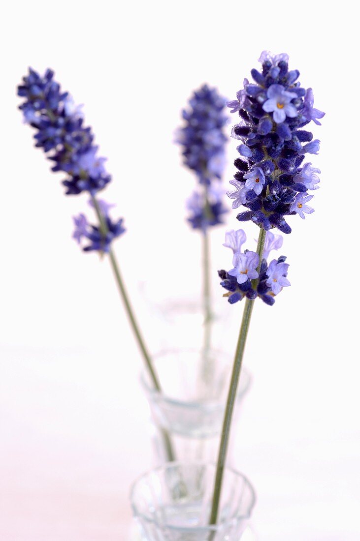 Lavender flowers in glasses of water