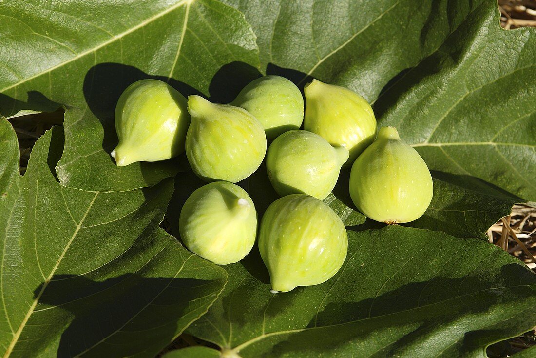 Green figs on fig leaves