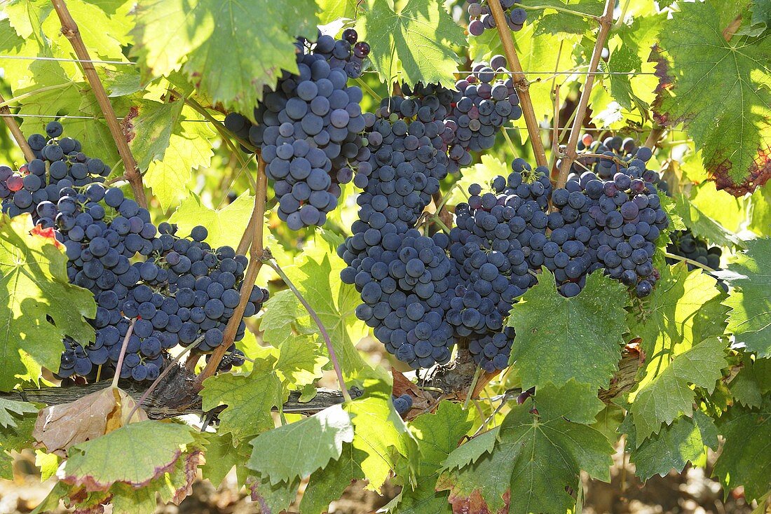 Red wine grapes on the vine