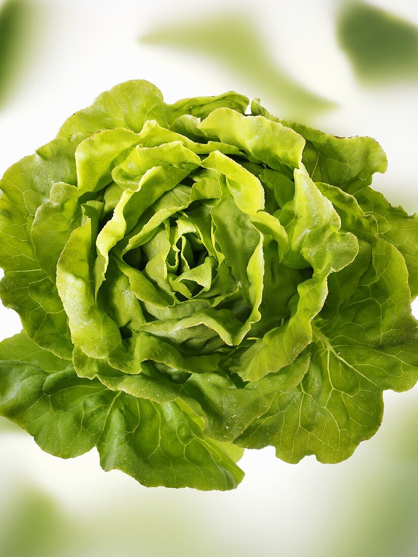 A lettuce