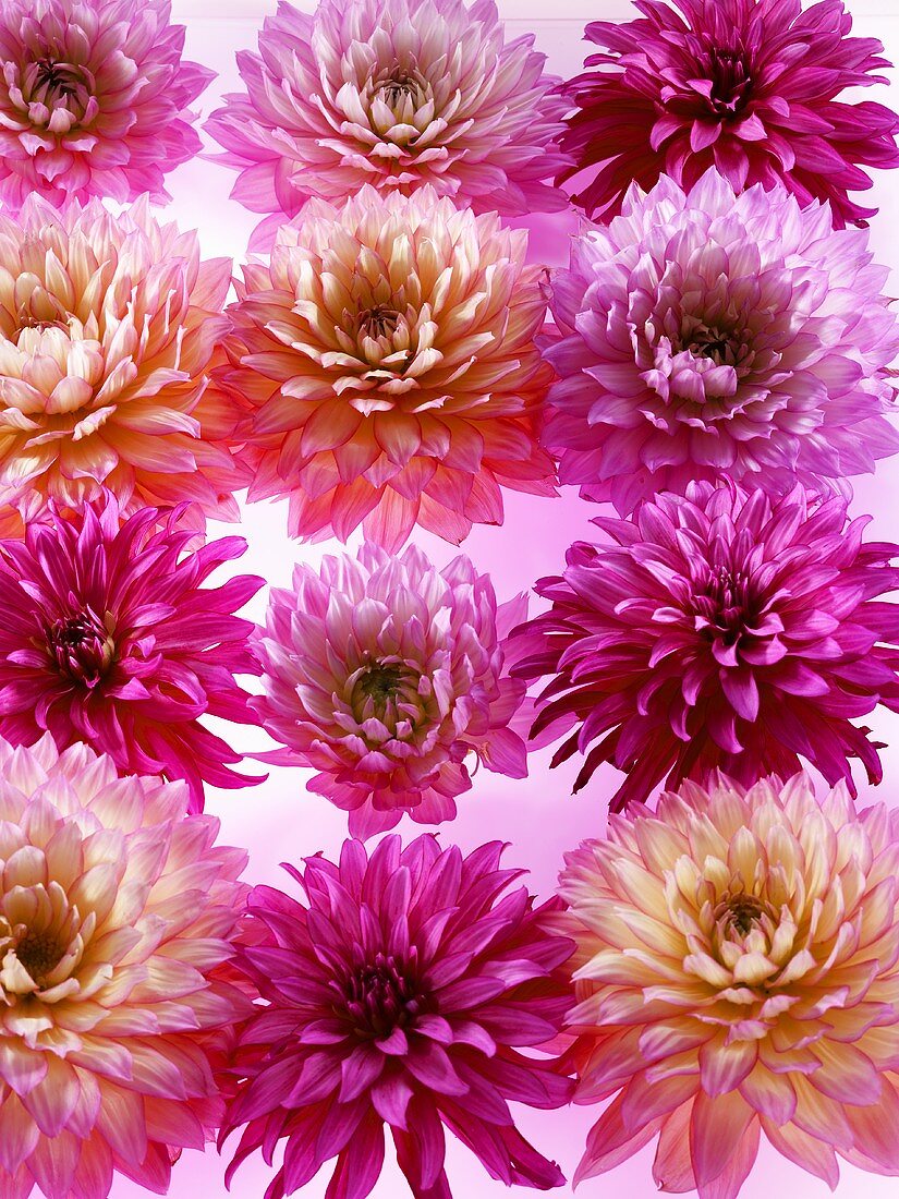 Pink dahlias in rows