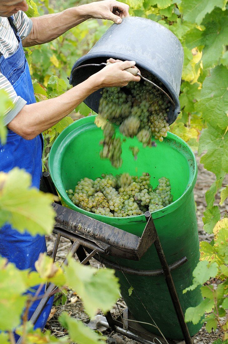 Grape picker at work