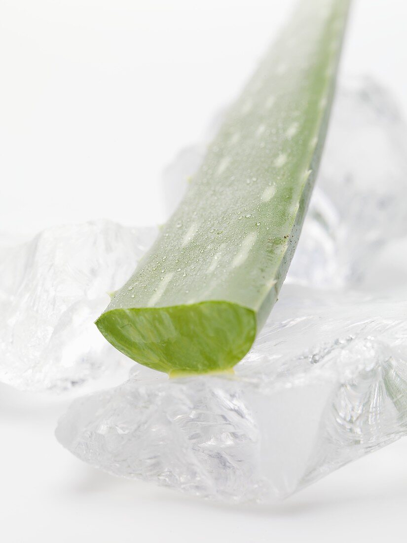 Aloe vera leaf on ice cubes