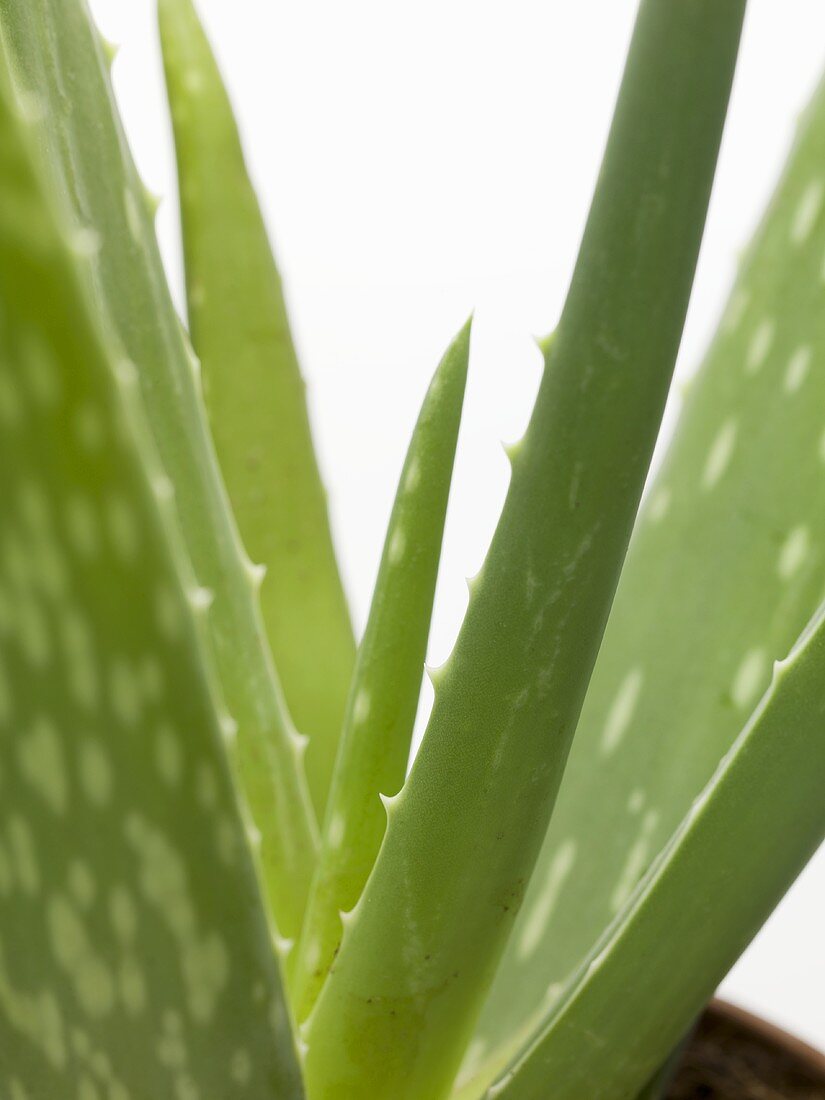 Aloe vera (detail)