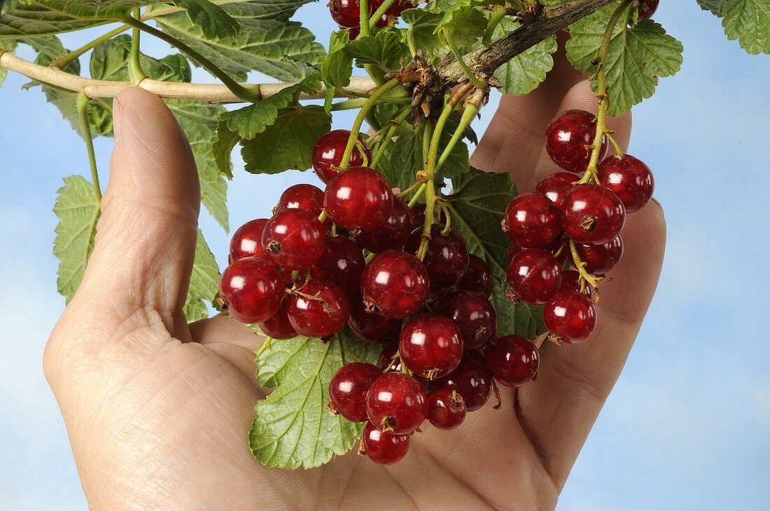 Hand greift nach roten Johannisbeeren am Strauch