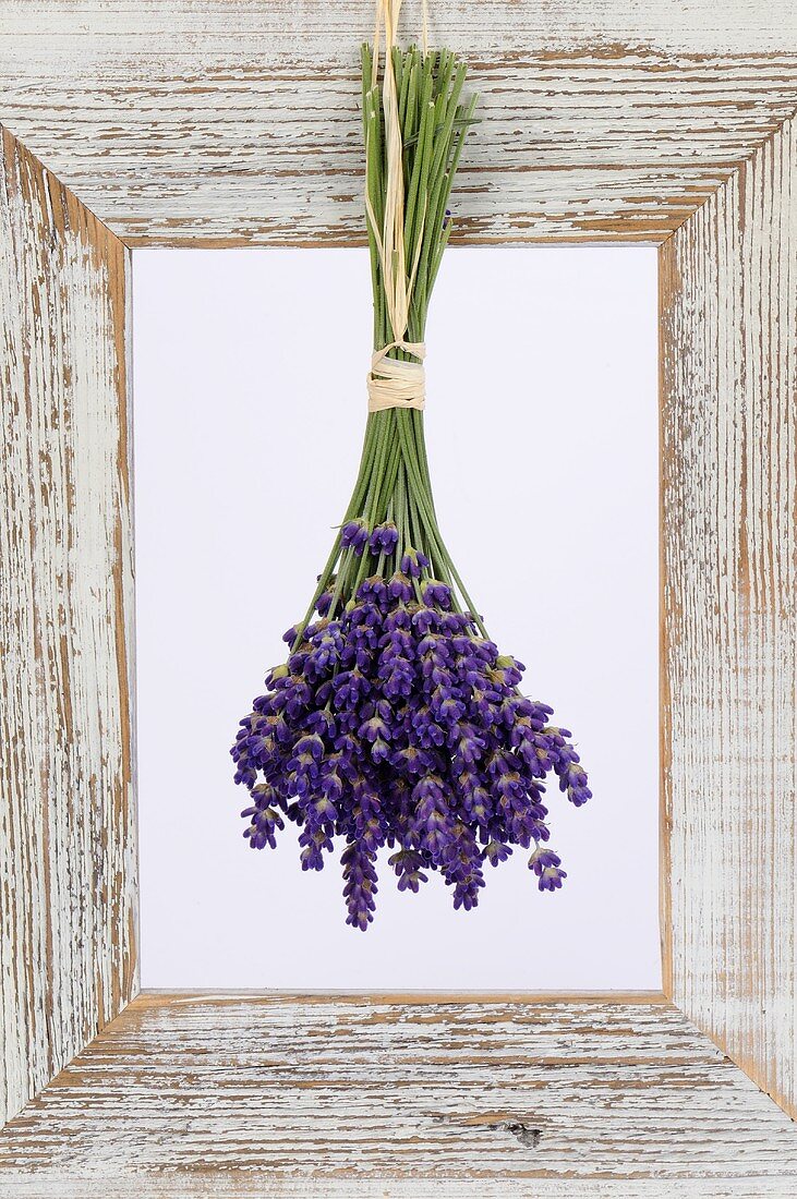 Lavender hanging up to dry