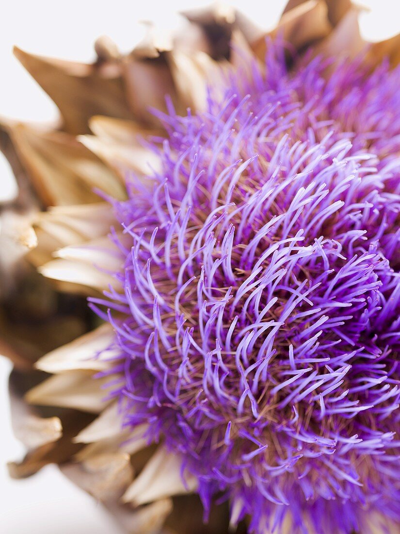 Artichoke flower (close-up)