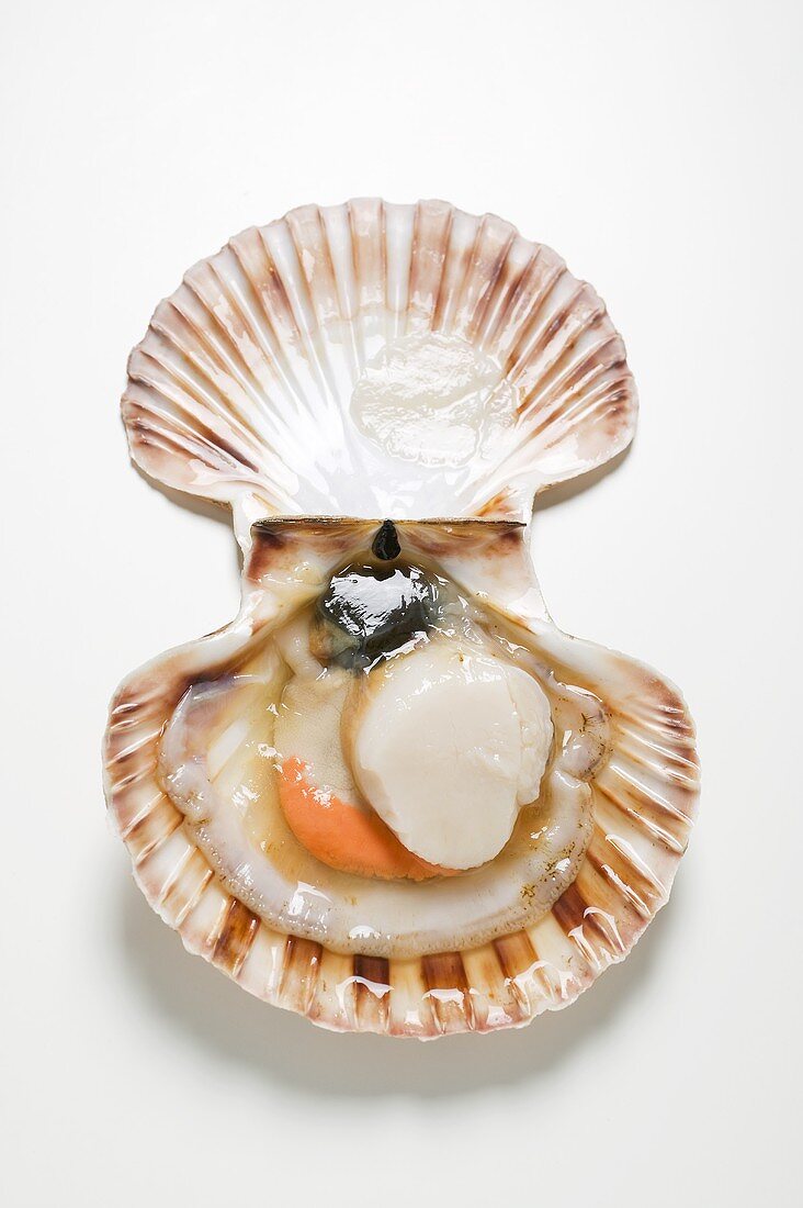 A scallop, opened wide