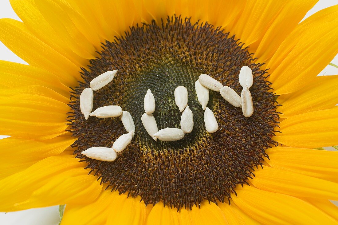Sonnenblume mit Schriftzug SUN aus Sonnenblumenkernen