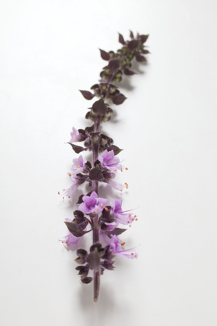 Basil flower spike with purple flowers