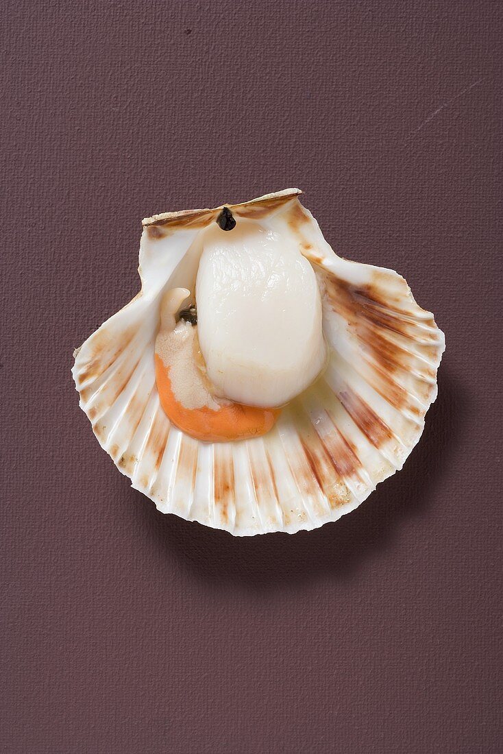 Fresh scallop