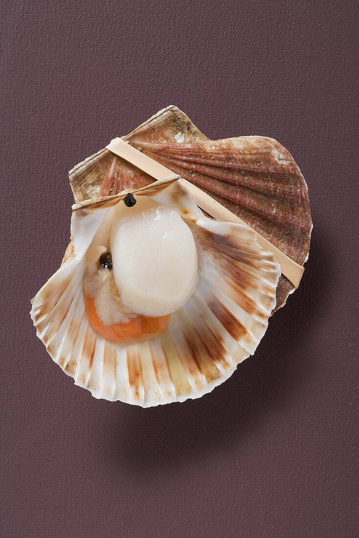 Fresh scallop