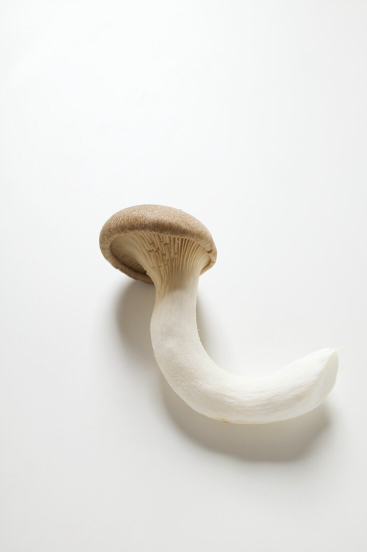 A king oyster mushroom