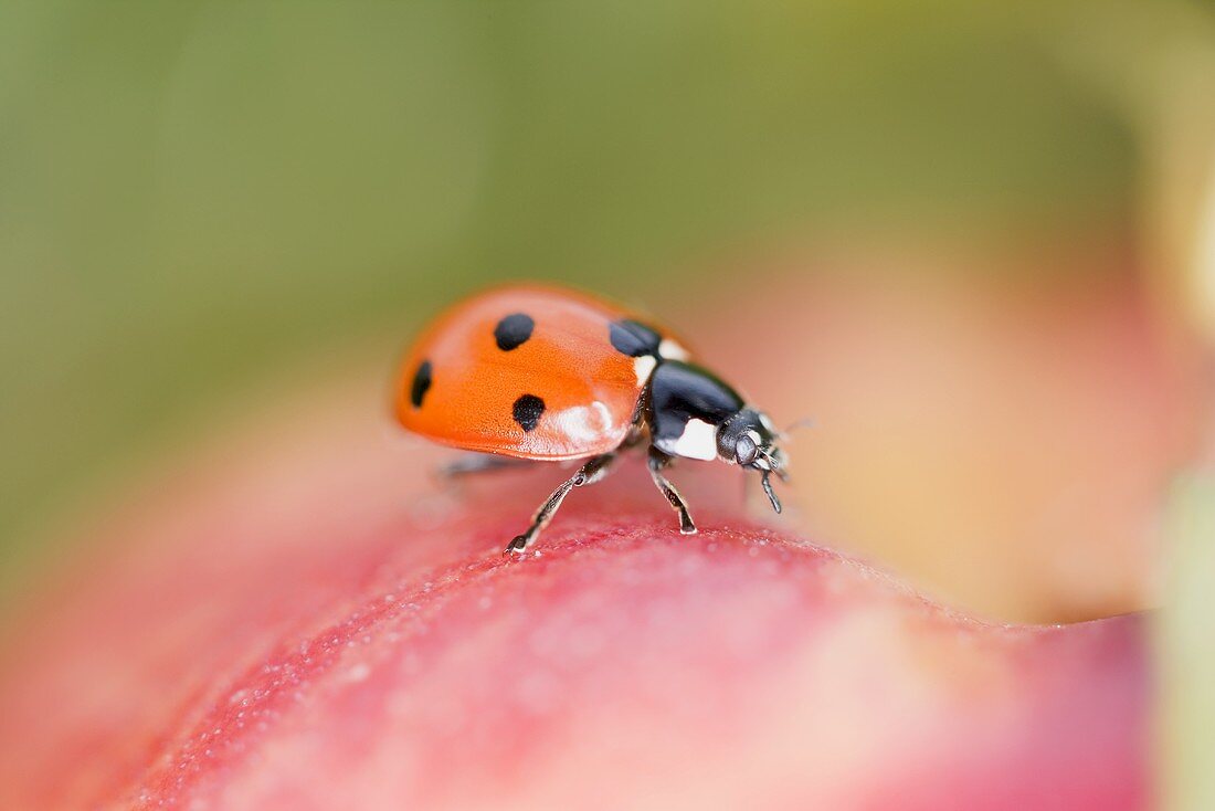 Ladybird on apple (close-up)