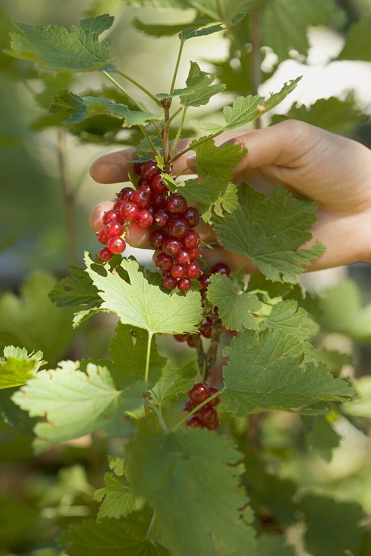 Hand reaching for redcurrants on the bush