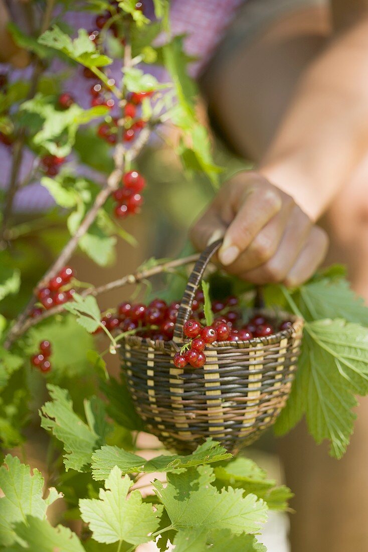 Hand holding a basket of freshly picked redcurrants