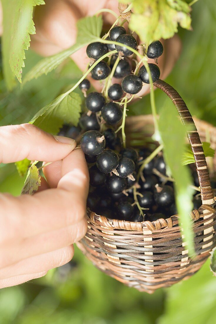 Hände ernten schwarze Johannisbeeren