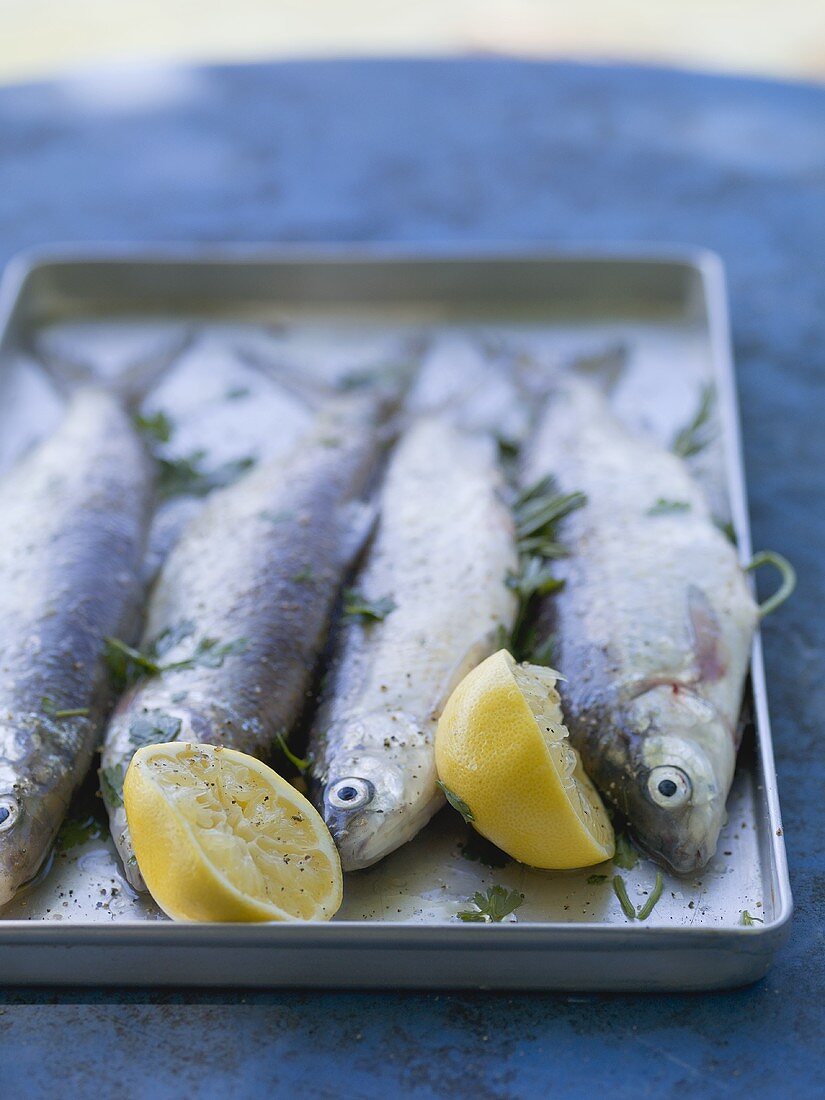 Frische Forellen mit Zitrone und Petersilie zum Grillen