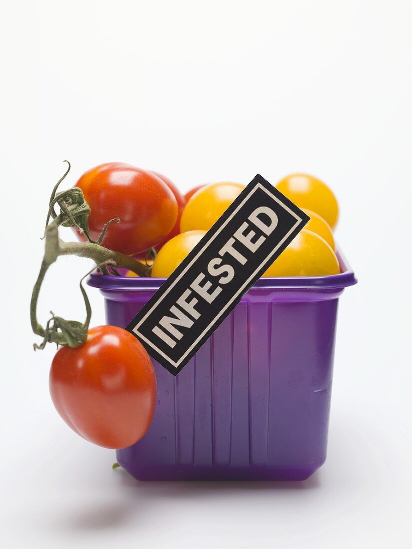 Tomaten in Plastikschale mit Schild INFESTED (verseucht)