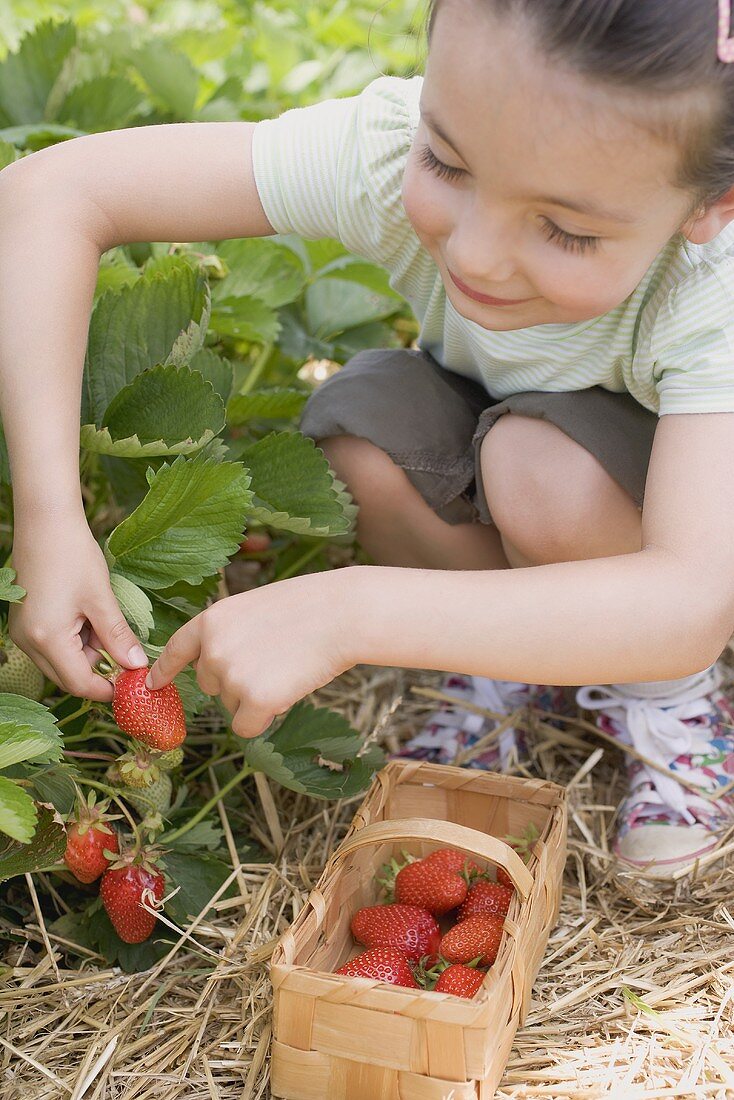 Kleines Mädchen pflückt Erdbeeren im Erdbeerfeld