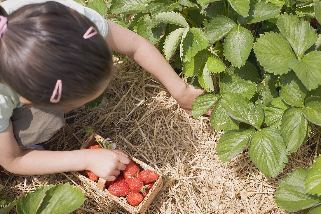 Kleines Mädchen pflückt Erdbeeren im Erdbeerfeld