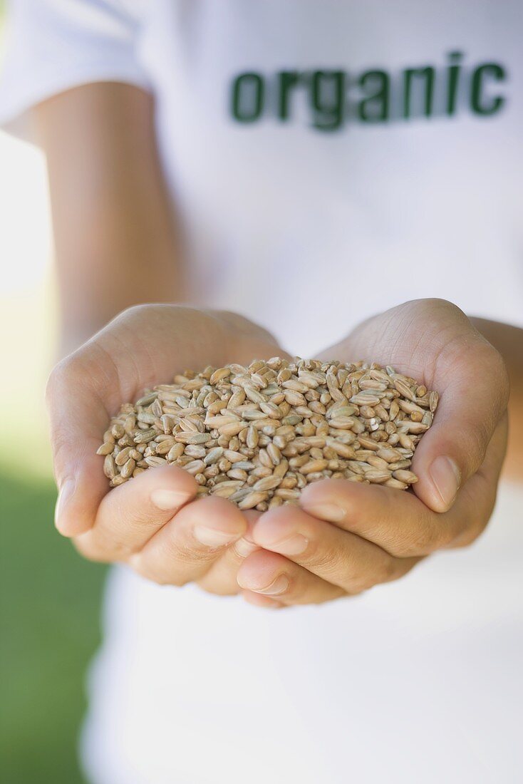 Hands holding cereal grains