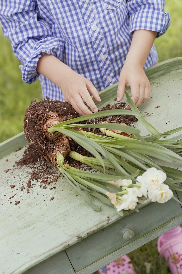 Child with narcissi on wooden table in garden