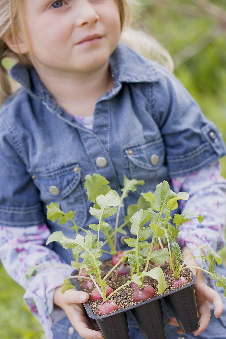 Kleines Mädchen hält Radieschenpflanzen
