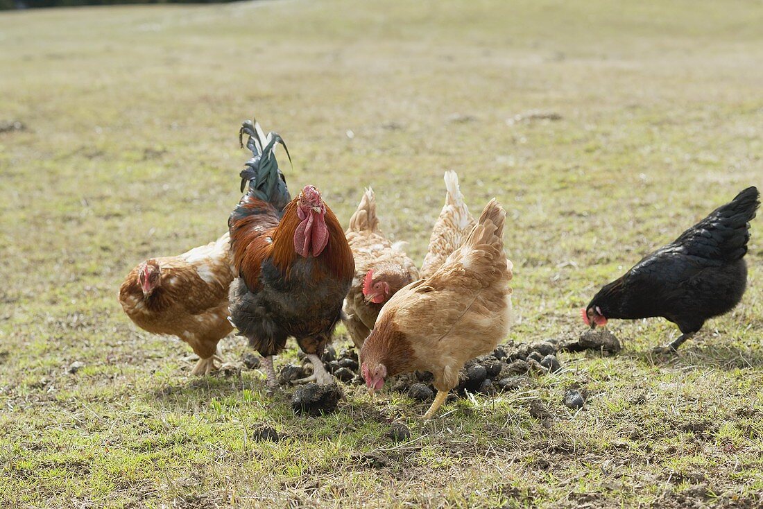 Hens in a pasture