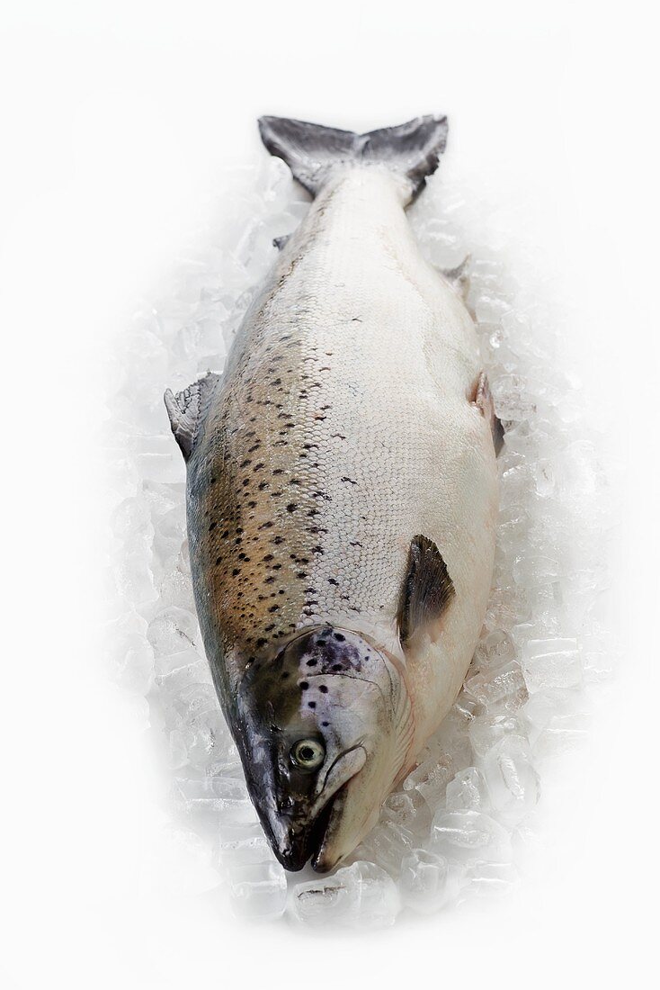 A Tasmanian salmon on ice