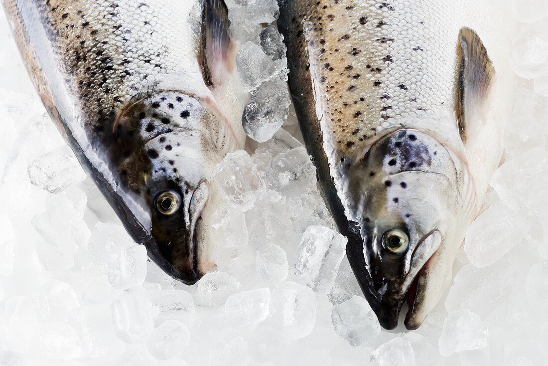 Tasmanian salmon on ice