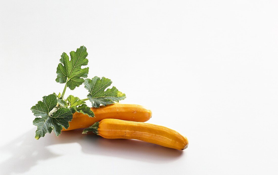 Zwei gelbe Zucchini mit Blättern