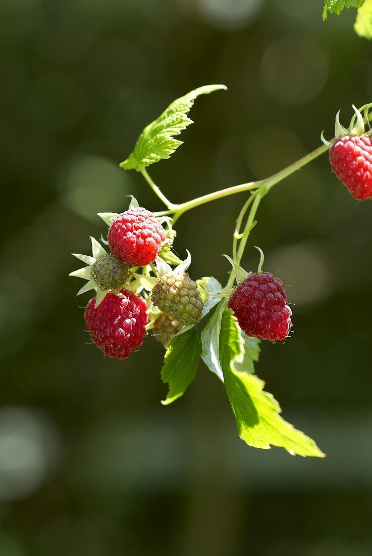 Raspberries on the bush