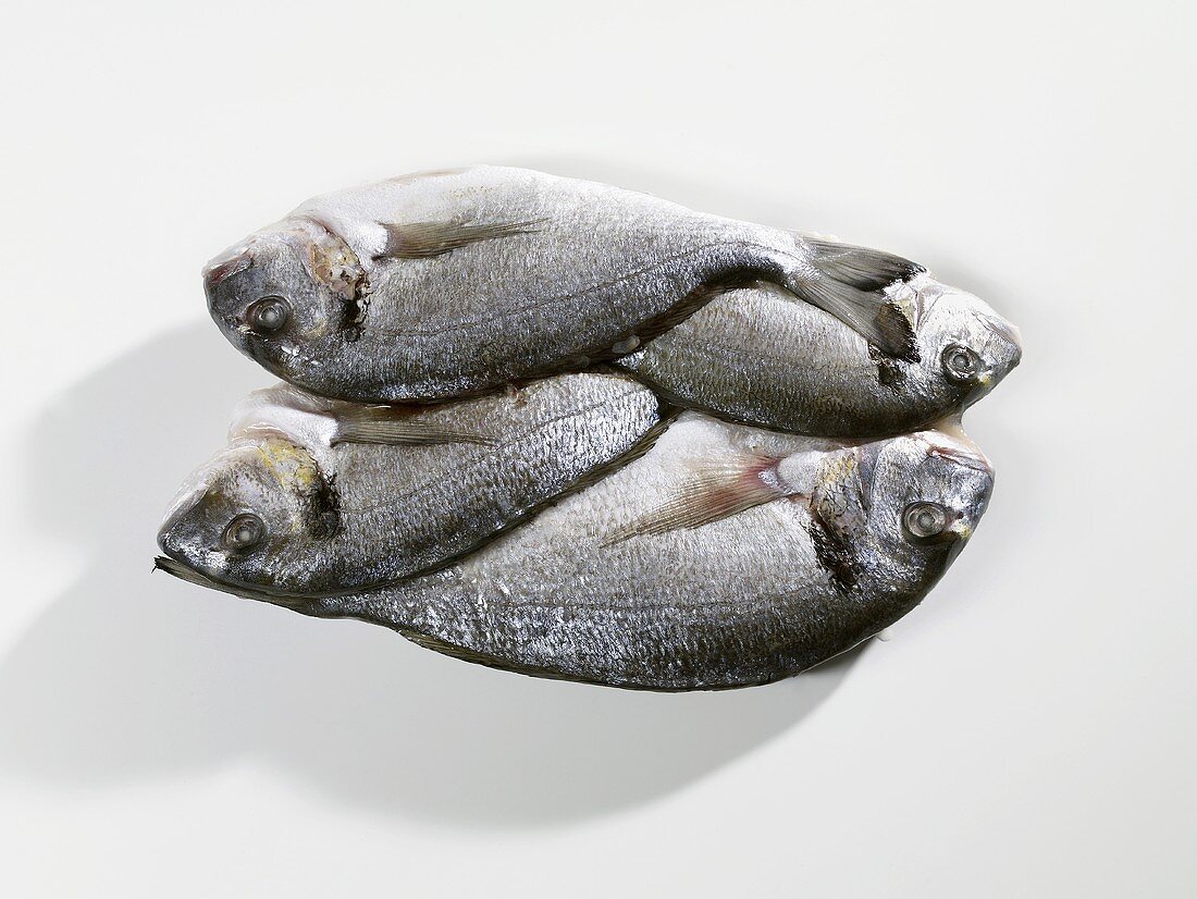 Several frozen sea bream