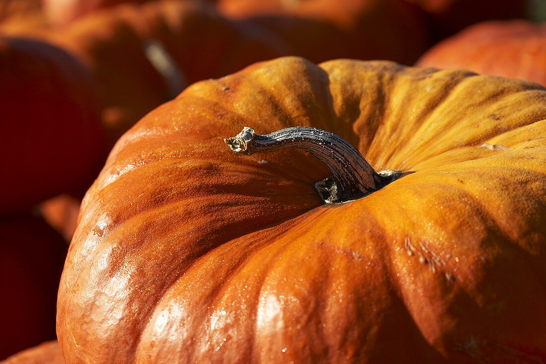 Mini Pumpkins, Close Up