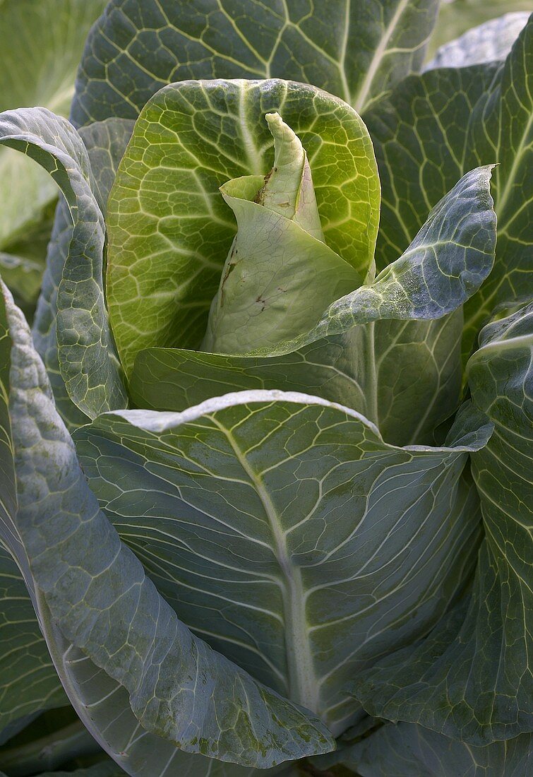 Pointed cabbage (close-up)