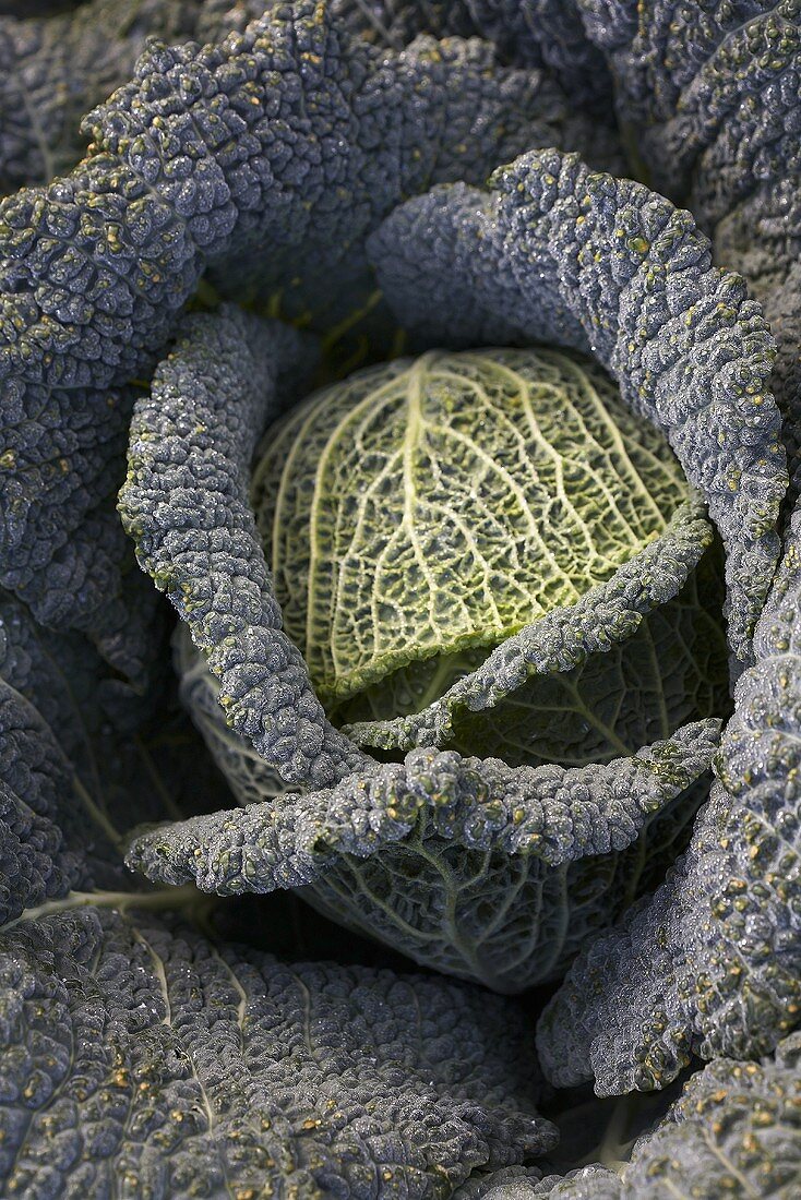 Savoy cabbage from above