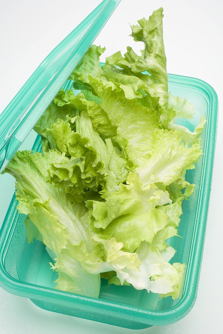Lettuce in food storage box