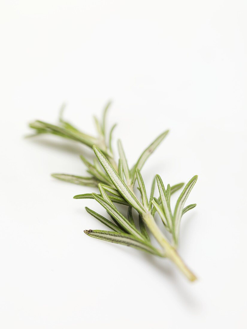 A sprig of rosemary